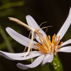 Platyptilia celidotus at Latham, ACT - 14 Jan 2022