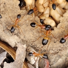 Camponotus consobrinus (Banded sugar ant) at Block 402 - 13 Jan 2022 by trevorpreston