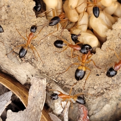Camponotus consobrinus (Banded sugar ant) at Block 402 - 13 Jan 2022 by trevorpreston