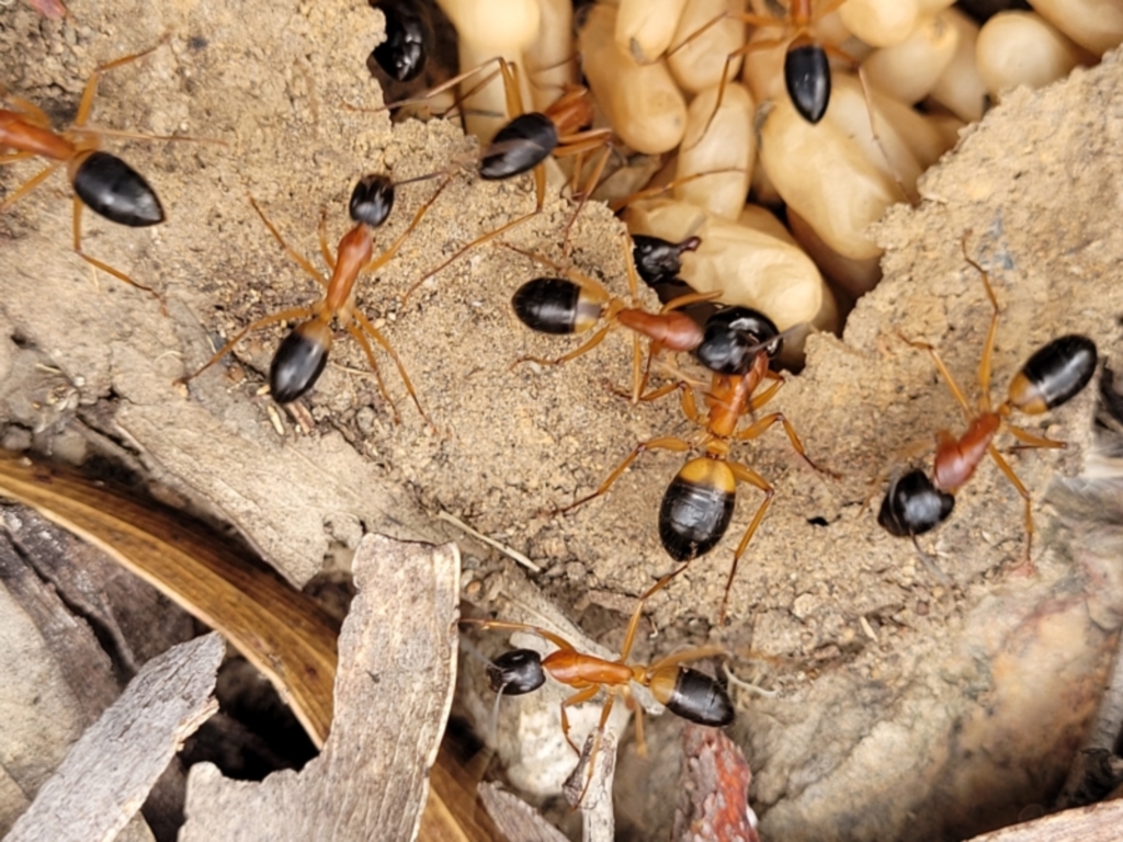 Camponotus consobrinus at Stromlo, ACT - 14 Jan 2022