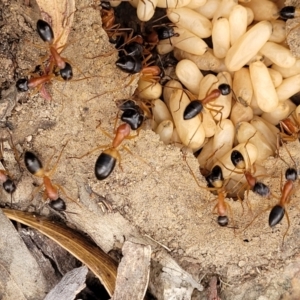 Camponotus consobrinus at Stromlo, ACT - 14 Jan 2022 10:27 AM