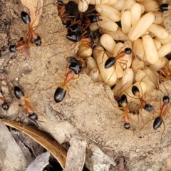 Camponotus consobrinus at Stromlo, ACT - 14 Jan 2022