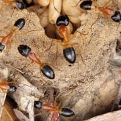 Camponotus consobrinus at Stromlo, ACT - 14 Jan 2022 10:27 AM