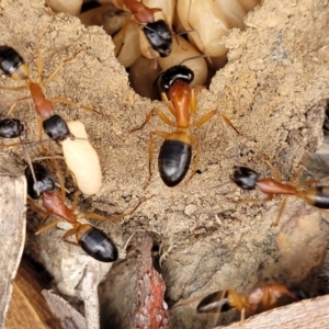 Camponotus consobrinus at Stromlo, ACT - 14 Jan 2022