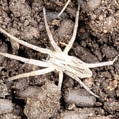 Argoctenus sp. (genus) (Wandering ghost spider) at Stromlo, ACT - 13 Jan 2022 by tpreston