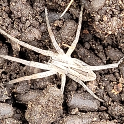 Argoctenus sp. (genus) (Wandering ghost spider) at Block 402 - 13 Jan 2022 by trevorpreston