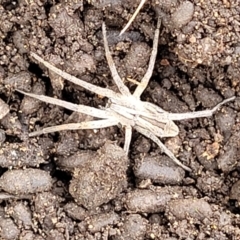 Argoctenus sp. (genus) at Stromlo, ACT - 14 Jan 2022