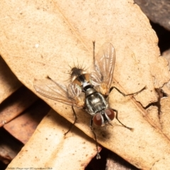 Tachinidae (family) (Unidentified Bristle fly) at Macgregor, ACT - 14 Jan 2022 by Roger