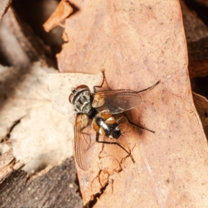 Tachinidae (family) at Macgregor, ACT - 14 Jan 2022