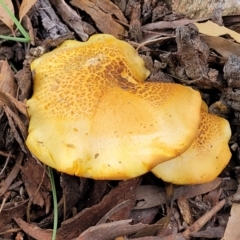 zz agaric (stem; gills not white/cream) at Piney Ridge - 13 Jan 2022 by trevorpreston