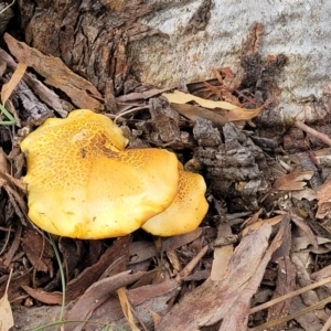 zz agaric (stem; gills not white/cream) at Stromlo, ACT - 14 Jan 2022