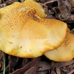 zz agaric (stem; gills not white/cream) at Stromlo, ACT - 14 Jan 2022