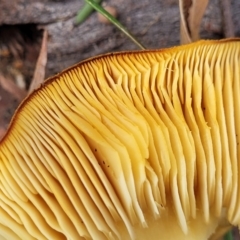 zz agaric (stem; gills not white/cream) at Stromlo, ACT - 14 Jan 2022 10:19 AM