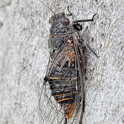 Atrapsalta furcilla (Southern Mountain Squeaker) at Stromlo, ACT - 13 Jan 2022 by tpreston