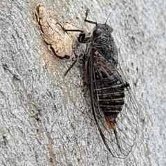 Atrapsalta furcilla at Stromlo, ACT - 14 Jan 2022 10:17 AM