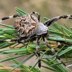 Backobourkia sp. (genus) (An orb weaver) at Block 402 - 13 Jan 2022 by trevorpreston