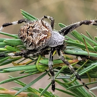 Backobourkia sp. (genus) (An orb weaver) at Block 402 - 13 Jan 2022 by trevorpreston