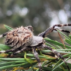 Backobourkia sp. (genus) at Stromlo, ACT - 14 Jan 2022