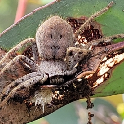 Isopedella pessleri (A huntsman spider) at Stromlo, ACT - 14 Jan 2022 by trevorpreston