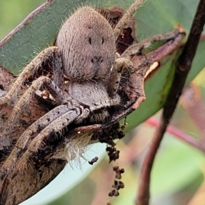 Isopedella pessleri at Block 402 - 14 Jan 2022