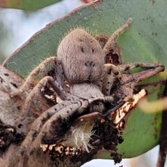 Isopedella pessleri at Block 402 - 14 Jan 2022