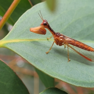 Mantispidae (family) (Unidentified mantisfly) at Piney Ridge - 13 Jan 2022 by tpreston