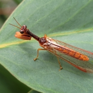 Mantispidae (family) at Stromlo, ACT - 14 Jan 2022 10:07 AM