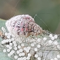 Anestia (genus) (A tiger moth) at Block 402 - 13 Jan 2022 by trevorpreston