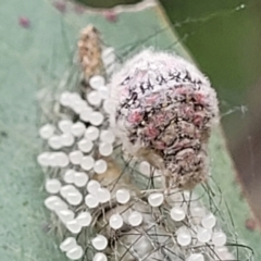 Anestia (genus) at Stromlo, ACT - 14 Jan 2022