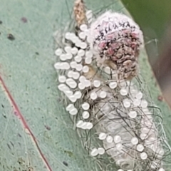 Anestia (genus) at Stromlo, ACT - 14 Jan 2022