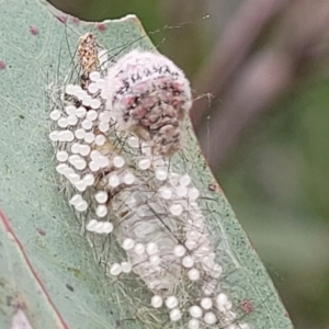 Anestia (genus) at Stromlo, ACT - 14 Jan 2022 10:02 AM