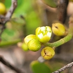 Cassytha pubescens (Devil's Twine) at Block 402 - 13 Jan 2022 by trevorpreston