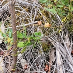 Cassytha pubescens at Stromlo, ACT - 14 Jan 2022 09:58 AM