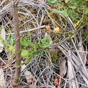 Cassytha pubescens at Stromlo, ACT - 14 Jan 2022