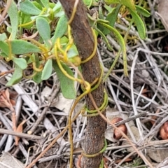 Cassytha pubescens at Stromlo, ACT - 14 Jan 2022