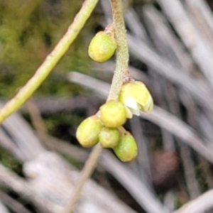 Cassytha pubescens at Stromlo, ACT - 14 Jan 2022