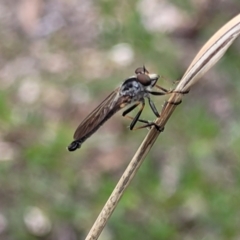 Cerdistus sp. (genus) (Yellow Slender Robber Fly) at Stromlo, ACT - 13 Jan 2022 by tpreston
