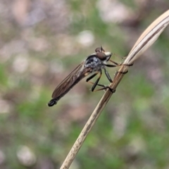 Cerdistus sp. (genus) (Slender Robber Fly) at Stromlo, ACT - 14 Jan 2022 by trevorpreston