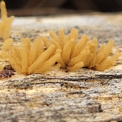 Arcyria sp. (genus) (A slime mould) at Block 402 - 13 Jan 2022 by trevorpreston