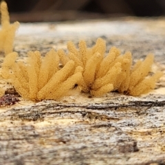 Arcyria sp. (genus) (A slime mould) at Piney Ridge - 13 Jan 2022 by tpreston