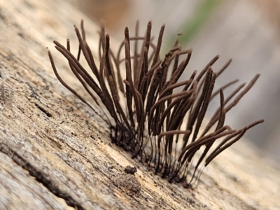 Stemonitales (Order) at Stromlo, ACT - 14 Jan 2022 by trevorpreston