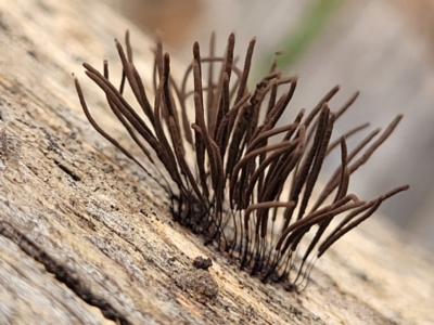 Stemonitales (Order) at Stromlo, ACT - 13 Jan 2022 by trevorpreston