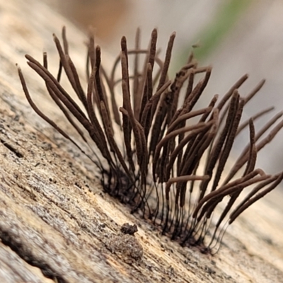 Stemonitales (Order) at Stromlo, ACT - 14 Jan 2022 by trevorpreston