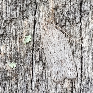 Pedois (genus) at Stromlo, ACT - 14 Jan 2022