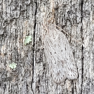 Pedois (genus) at Stromlo, ACT - 14 Jan 2022 by trevorpreston