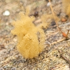 Arcyria sp. (genus) (A slime mould) at Block 402 - 13 Jan 2022 by trevorpreston