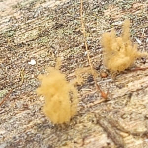 Arcyria sp. at Stromlo, ACT - 14 Jan 2022