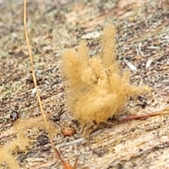 Arcyria sp. (genus) at Stromlo, ACT - 14 Jan 2022