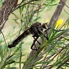 Chrysopogon muelleri (Robber fly) at Block 402 - 13 Jan 2022 by trevorpreston