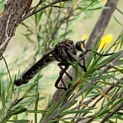 Chrysopogon muelleri (Robber fly) at Piney Ridge - 13 Jan 2022 by tpreston